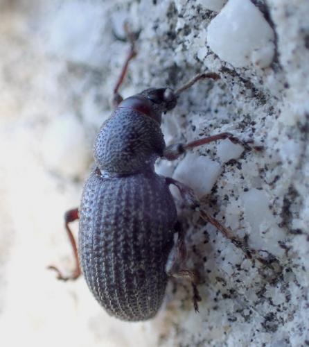 Otiorhynchus cribricollis